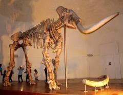mammut